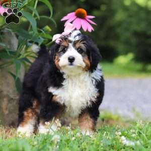 Clover, Mini Bernedoodle Puppy
